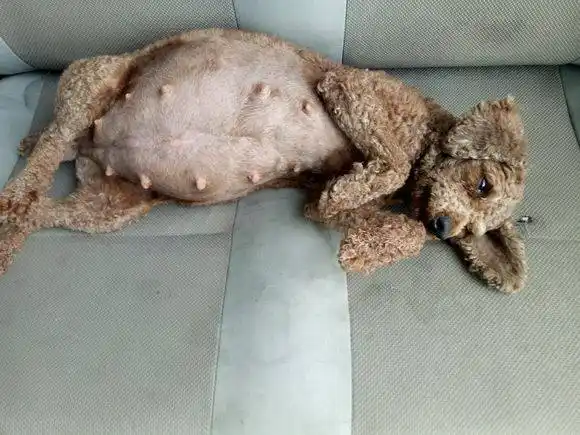 原创泰迪怀孕才40天,肚子就已经这么大了,它能生几只呢?