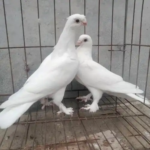 观赏鸽金眼白宠物鸽子短嘴疆系豆眼白鸽子种鸽一对活体包活包健康 豆