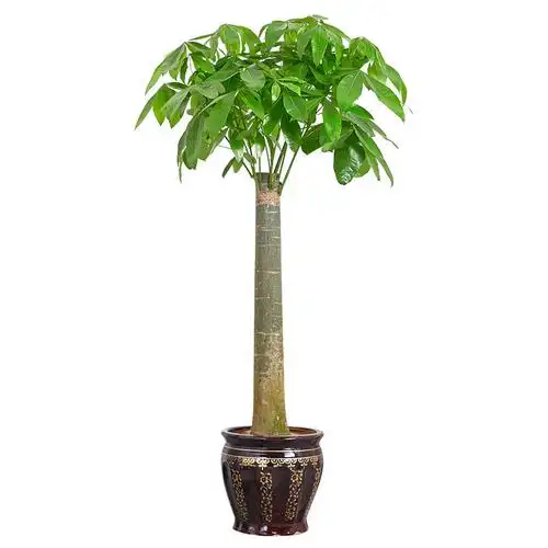 发财树大盆盆栽单杆大树桩办公室家居招财植物乔迁大型绿植