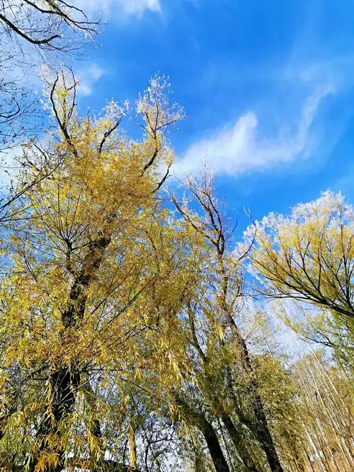 天高云淡,气爽秋高.