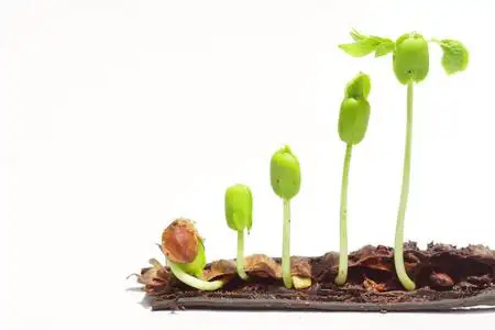 不同种子的玻璃瓶装满了水.