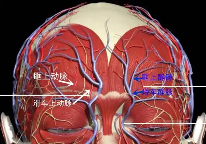 这些血管很细,又有弹性和缓冲,一般很难被撞破(一般很难)——除非是