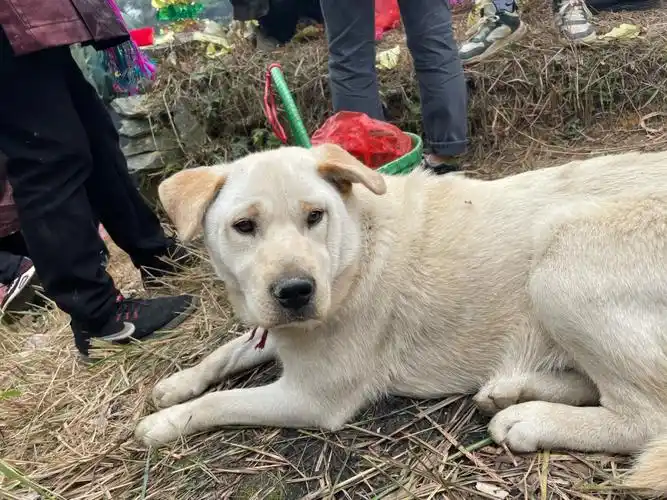 拉布拉多和土狗