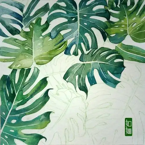 水彩画 龟背竹