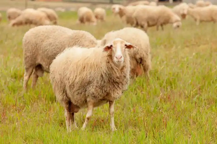 在长满绿草的草地上吃草的羊