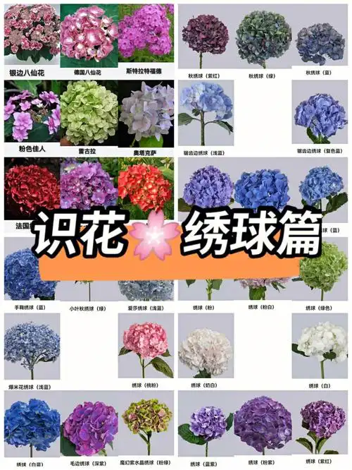 今日识花绣球鲜花花卉