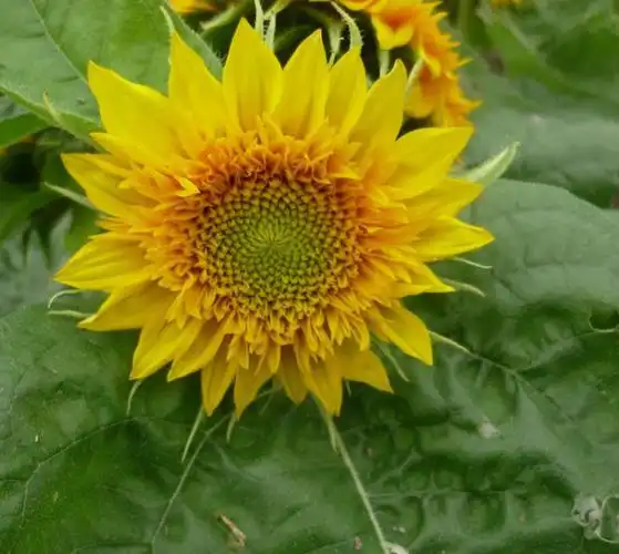 这花形状好有趣~有点莲花的感觉了