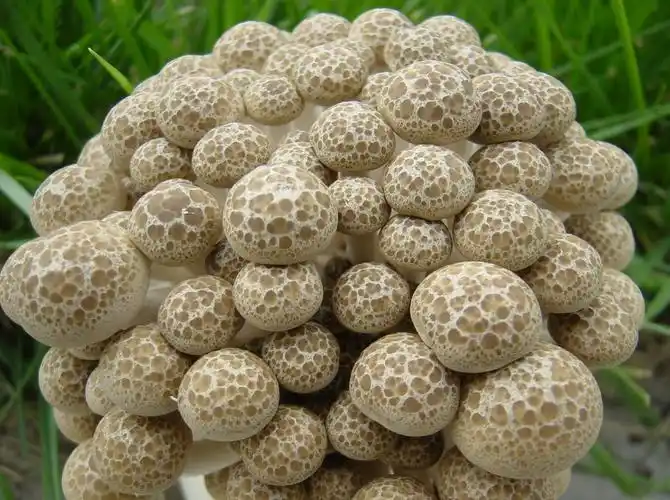 汉中绿蕈生物科技有限公司