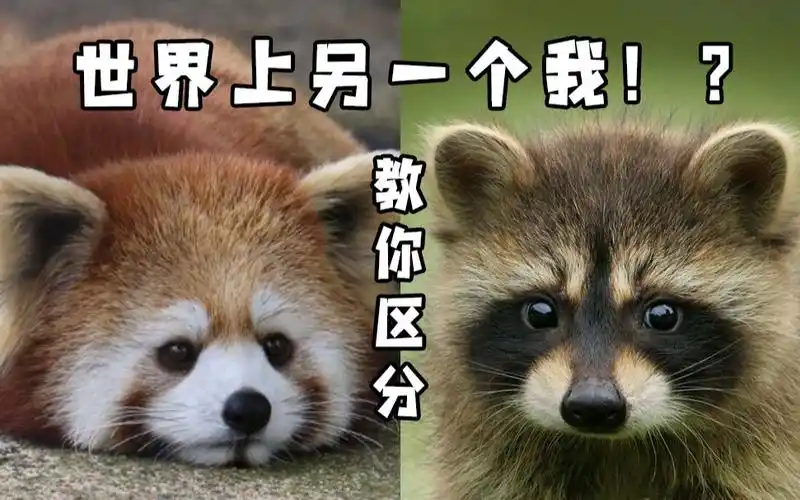 活动作品小熊猫小浣熊傻傻分不清教你快速区分