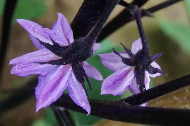 茄花紫紫 - 索尼 a550(配18-55mm,75-300mm双镜