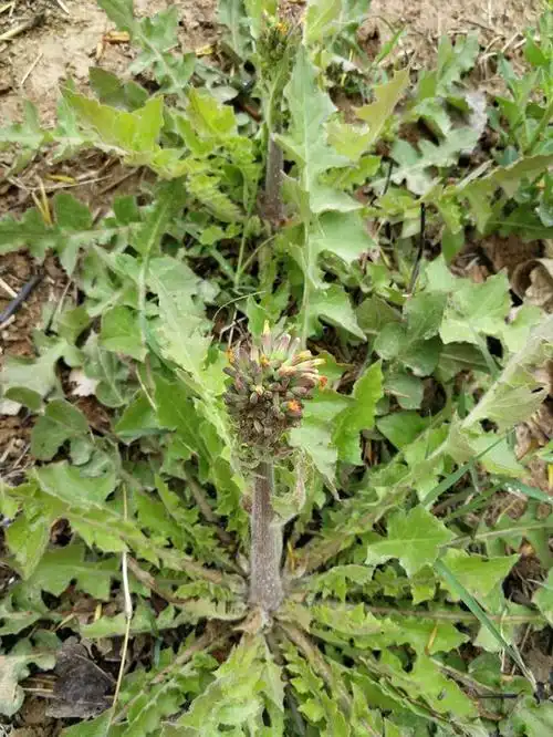 黄鹌菜,俗称还阳草,一种上好的稀罕野菜