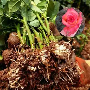 基地新鲜花苗供应 扦插玫瑰种苗批发 绿化工程月季小苗 品种齐全