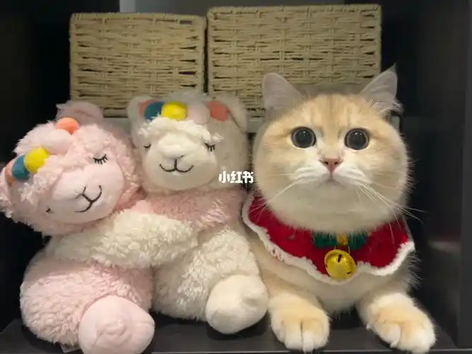 自从在这个柜子里发现猫薄荷 po从此上头了(po好像一个20斤的猛男啊