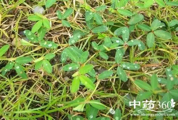 人字草的功效与作用 人字草的用法用量和使用禁忌 - 中药360