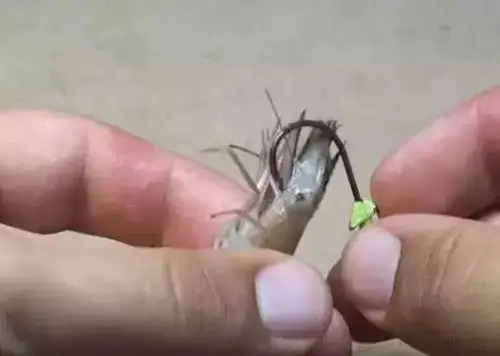 图解钓鱼挂活虾饵六种方法