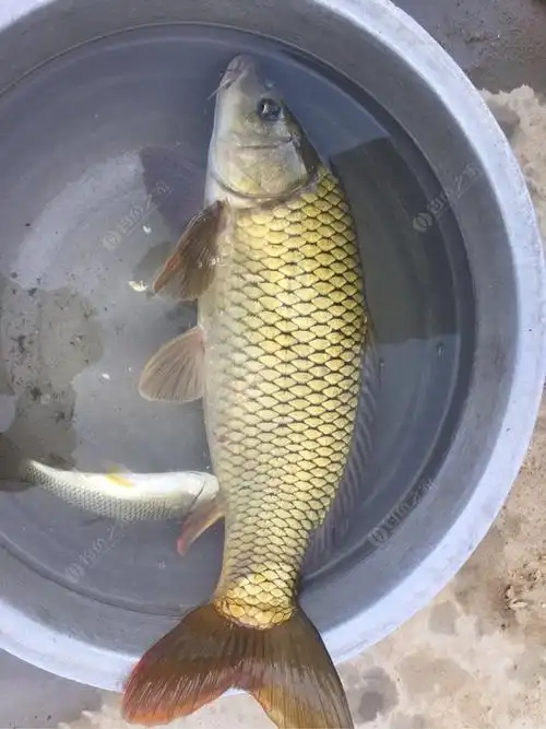 今年第一条野生大鱼而且还是鲤鱼.一个字爽.