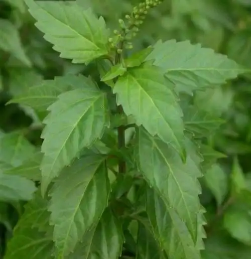 猫须草也叫化石草,它是一种怎样的植物?