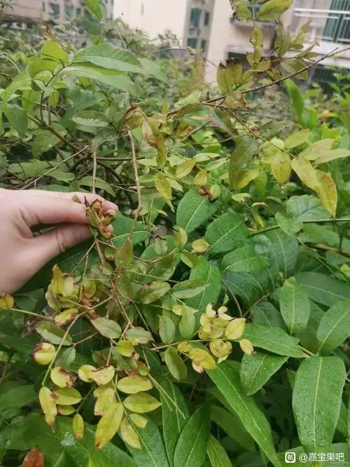 求助嘉宝果叶子枯黄不长新叶