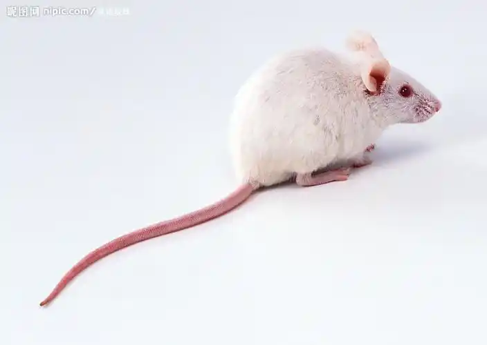 动物的尾巴 梁琦 20121118