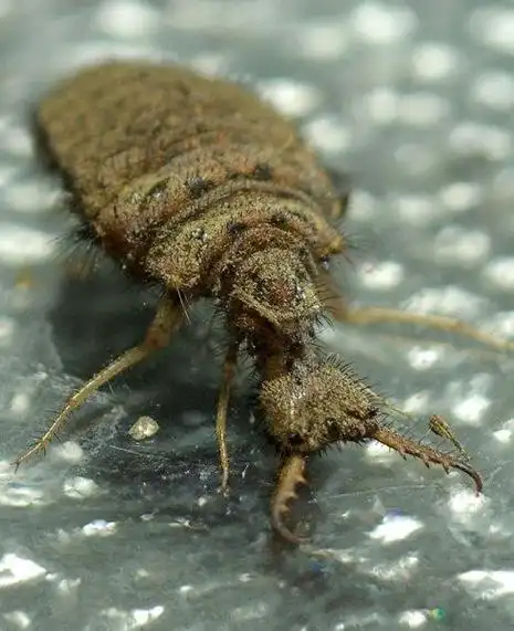 蚁狮(在沙土中制造陷阱来捕食的昆虫)_石塘网