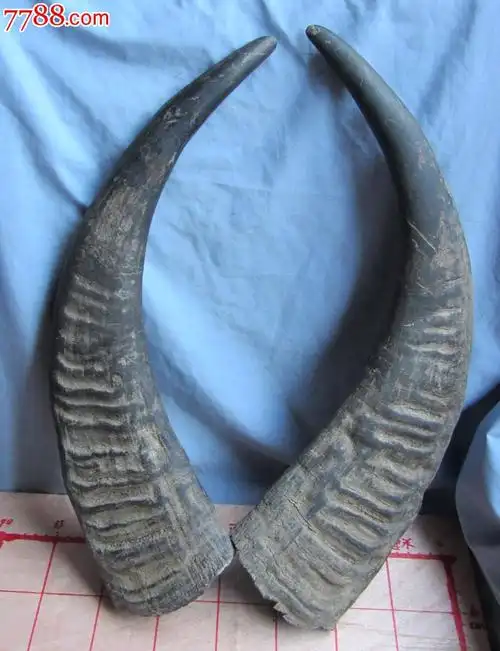 牛角一对,每支长约45厘米