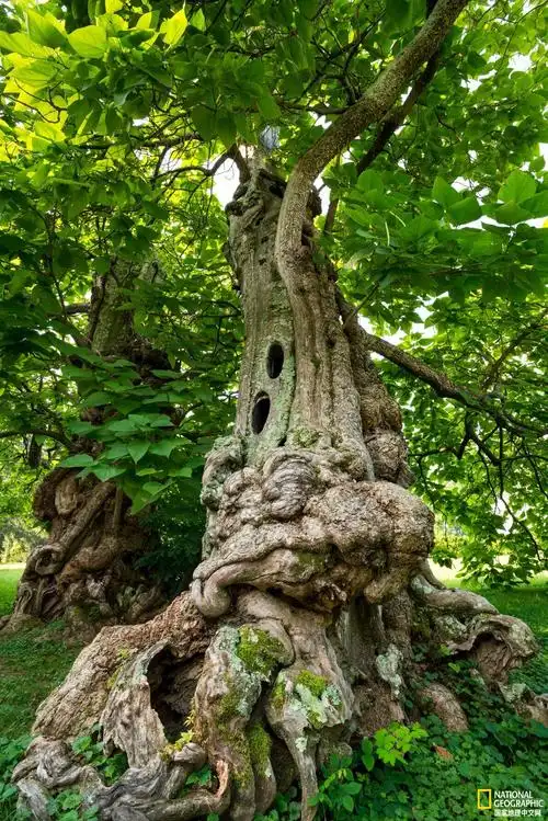 世界上最高的树世界上最高的树1000米