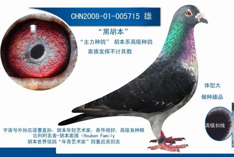 黑胡本 高级种鸽雄 保证金级 拍卖