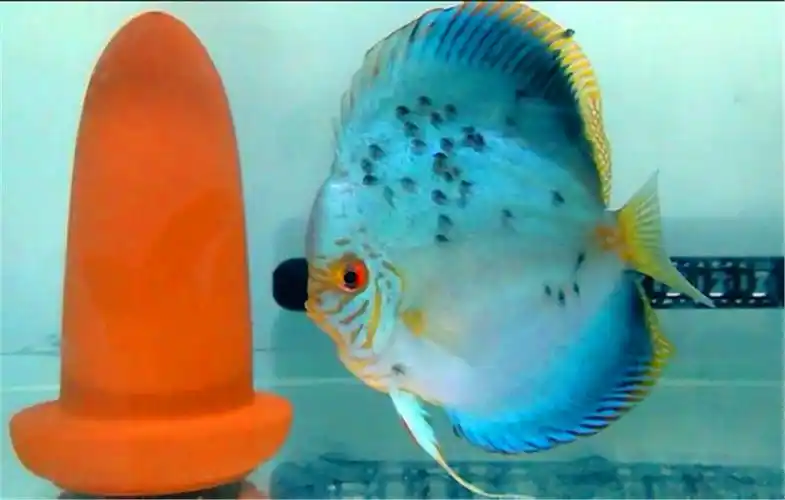 出售七彩神仙老虎狗