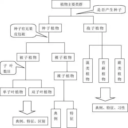 文档下载 所有分类 > (完整版)植物的主要类群教案1.