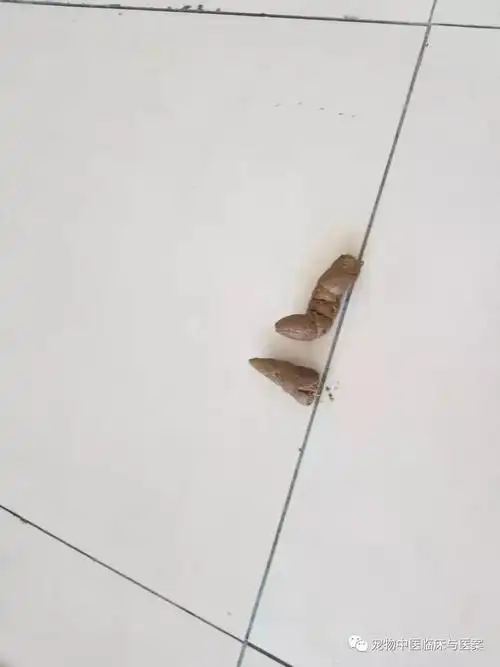 一例罗威纳犬细小病毒感染的中西结合治疗