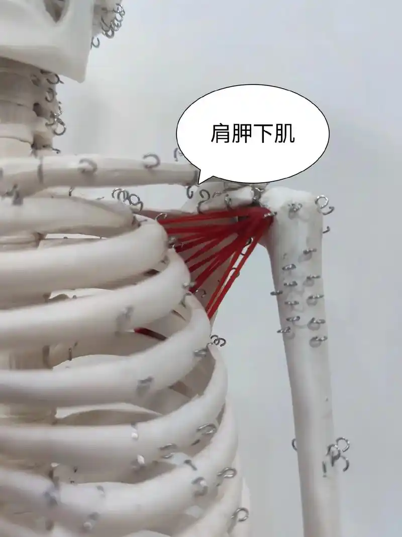 肩胛下肌.肩胛下肌  subscapularis muscl - 抖音