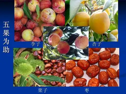 专业资料 五 果 为 助 李子 杏子 栗子 枣