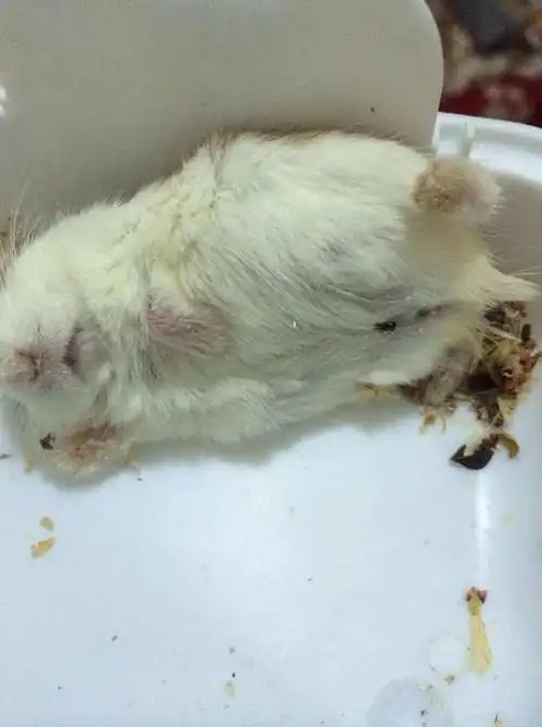 我家的仓鼠突然死了,有没有懂的人真的是怎么死的