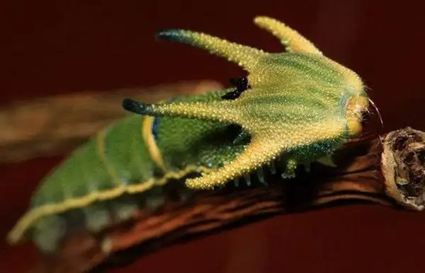 10最恐怖远古昆虫(世界十大最恐怖的虫) — 36百科网