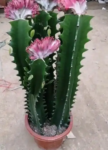 龙骨彩麒麟仙人掌盆景,这是盆招财的花