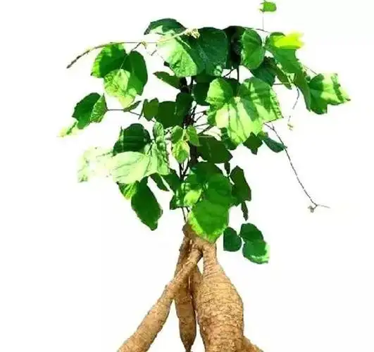 冬季的养生佳品葛根