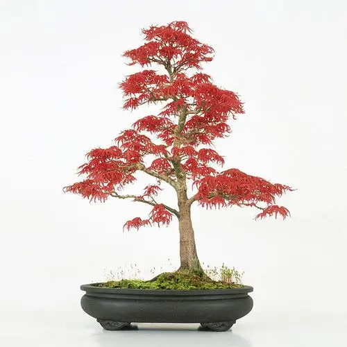 日本红枫盆景基地直销 微型红枫盆景室内盆栽花卉 品种齐全