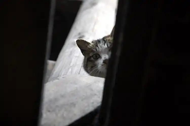 窥视- 夹江摄影 我爱夹江网