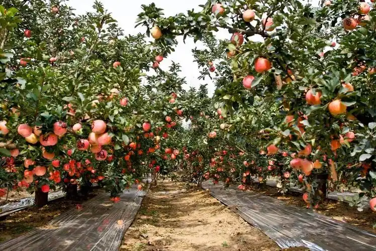 点赞丰县被人民网报道啦具体说了啥