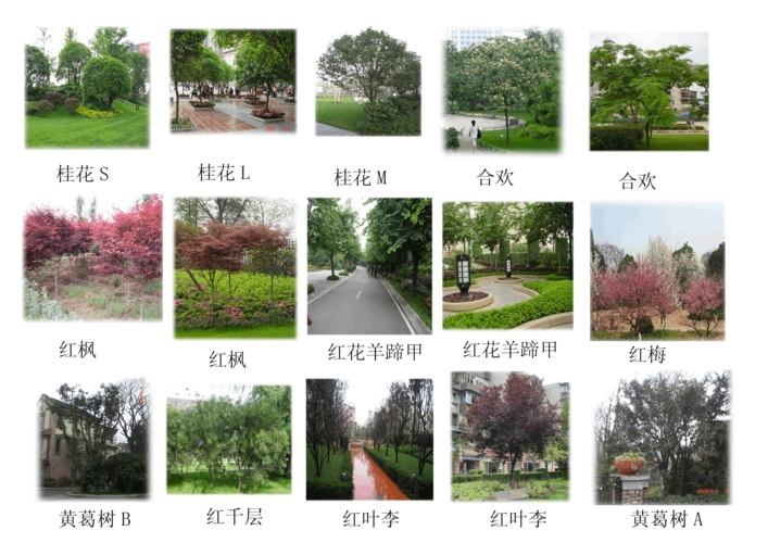 景观常用乔木