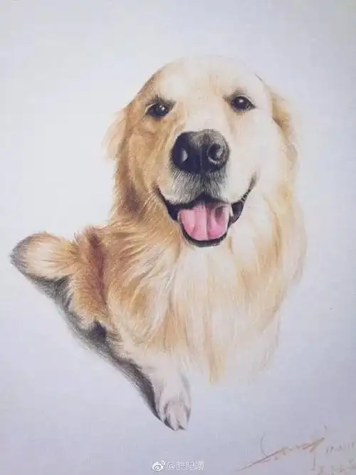 用彩铅教你画一只狗狗超萌超可爱