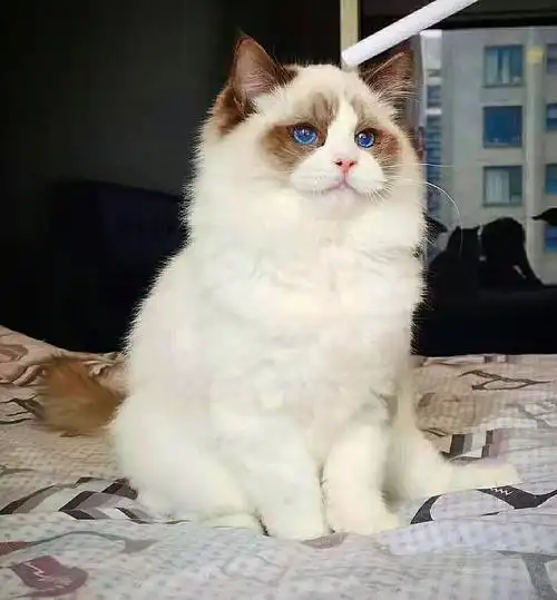 坐标上海完美6度眼海双布偶猫弟弟会踩奶爱吃肉的小家伙小偿找家