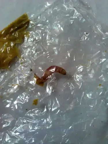 今天早上小孩拉出一条虫子,知道的人能告知是什么虫吗?很着急,谢谢了!