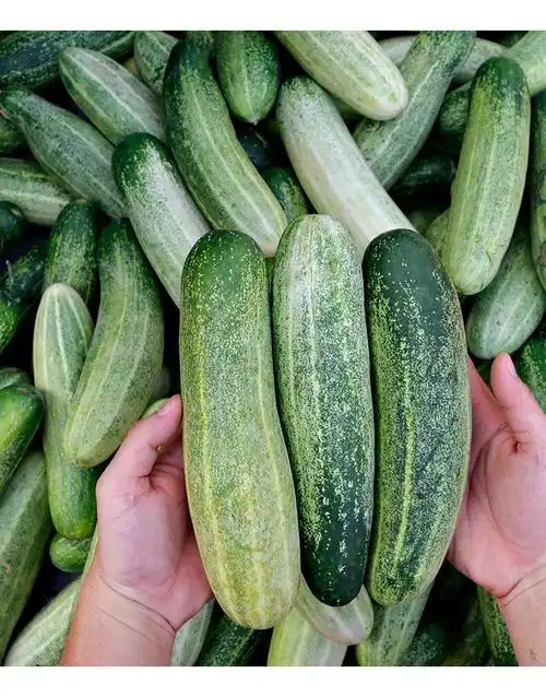 媚调福建漳州农家种植现摘生吃老品种土黄瓜新鲜蔬菜水果5斤装老黄瓜