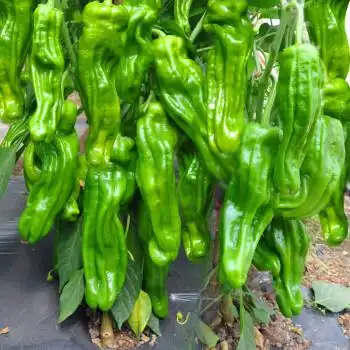 苗嫁接黄瓜茄子苗辣椒苗甜瓜西瓜盆栽阳台四季庭院皱皮泡椒苗5棵