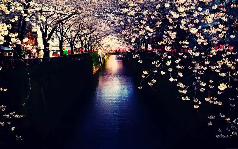 樱花桌面背景图片高清大图预览1680x1050_风景壁纸下载_墨鱼部落格