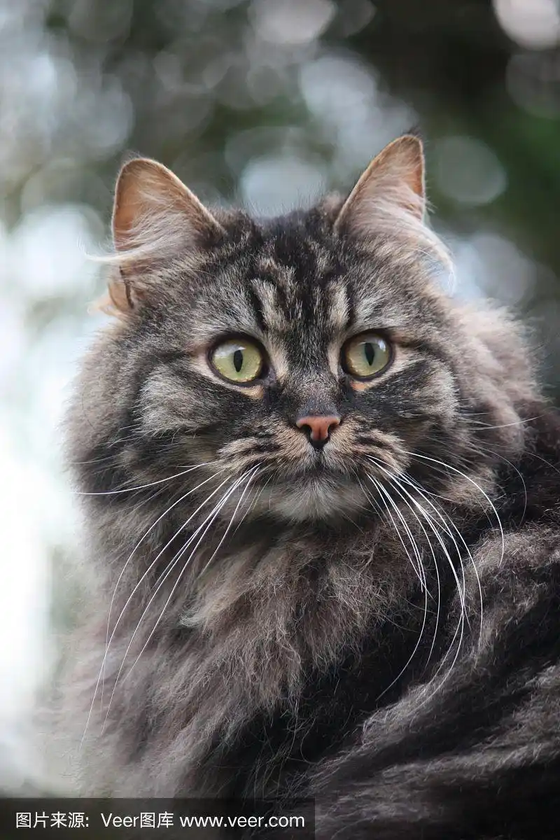 为主体颜色2黑虎斑猫,主体颜色以黄棕色为底色,夹有纯黑色的斑纹图案