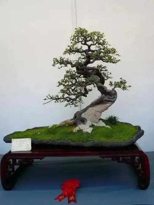 盆景图片大全欣赏,50个金奖盆景作品 - 知乎