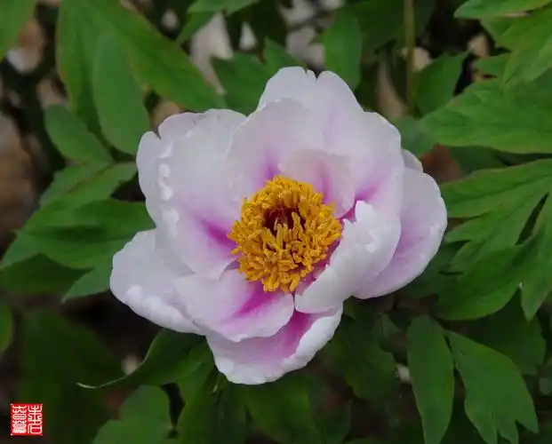 春草花园_芍药科★芍药属●凤丹-凤丹粉〈未名春草原创〉