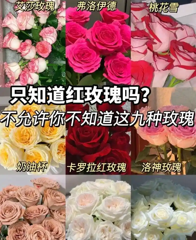 33枝红玫瑰黑纱花束花语